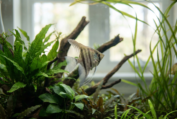 The 10 Best Beginner Fish (and 5 to Avoid)