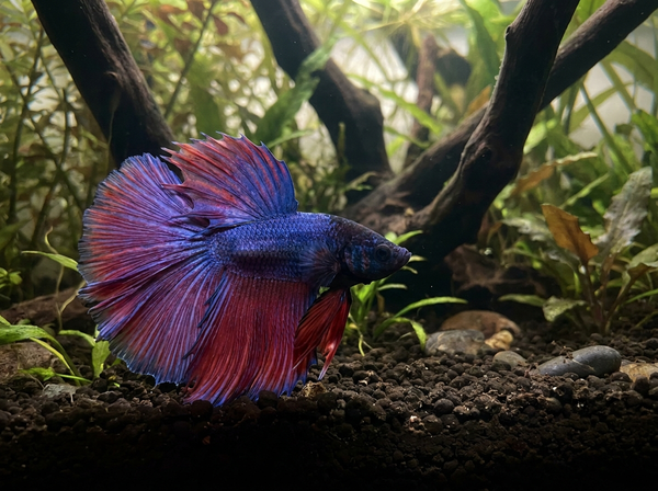 Betta Fish Care: How to Keep One Thriving, Not Just Alive