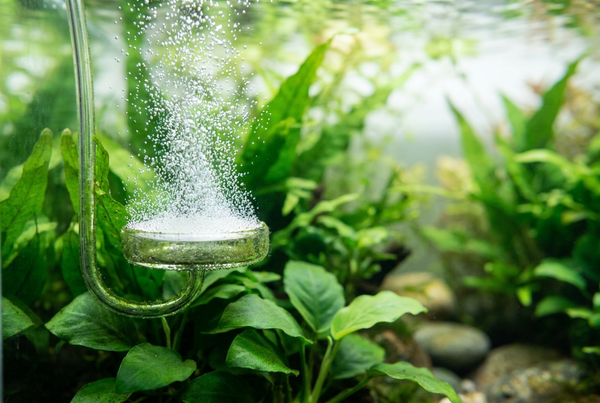CO2 for Beginners: Do You Really Need It?