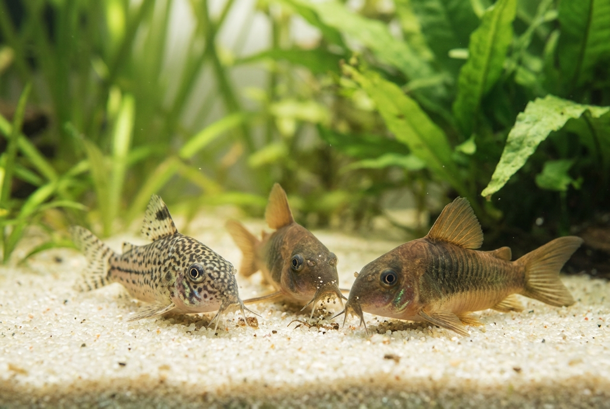 Why Is My Aquarium Glass Always Dirty? Causes and Fixes