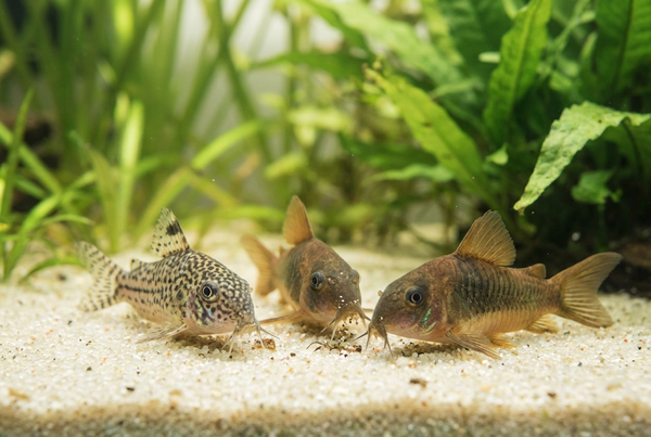Why Is My Aquarium Glass Always Dirty? Causes and Fixes