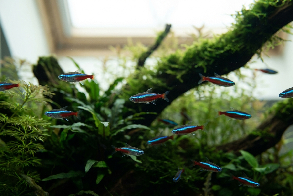 How Many Fish Can You Really Keep? The Truth About Stocking Levels