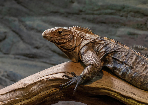 Bearded Dragon Care: The Complete Guide for New Owners