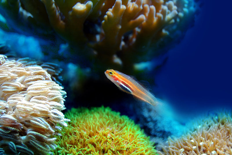 Everything for your
Aquarium & Terrarium