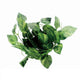 Reptile Evergreen