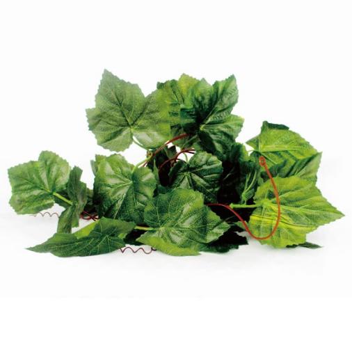 Reptile Grape Vine