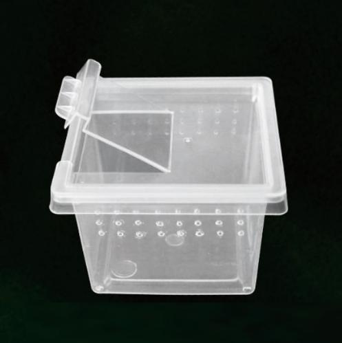 Reptile Square Box