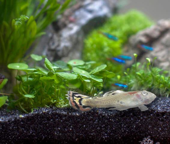 Why Are My Fish Dying? The Complete Diagnostic Guide